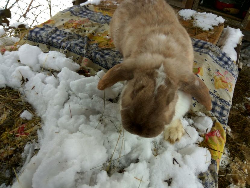  - 03 Femela salander mantulat pe havana- Thunder