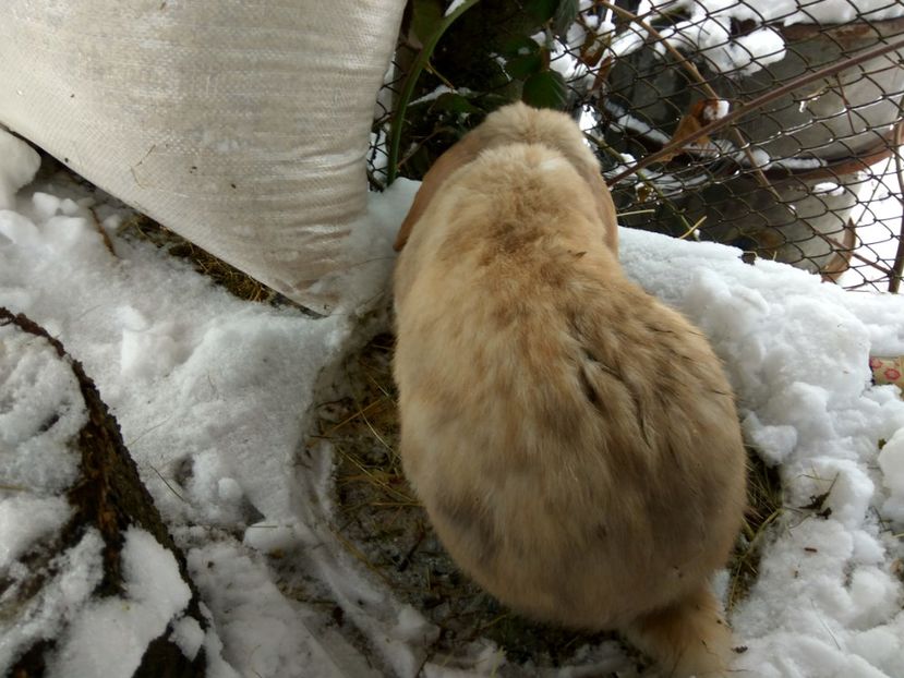 7,5 luni si 4,1 Kg - 03 Femela salander mantulat pe havana- Thunder