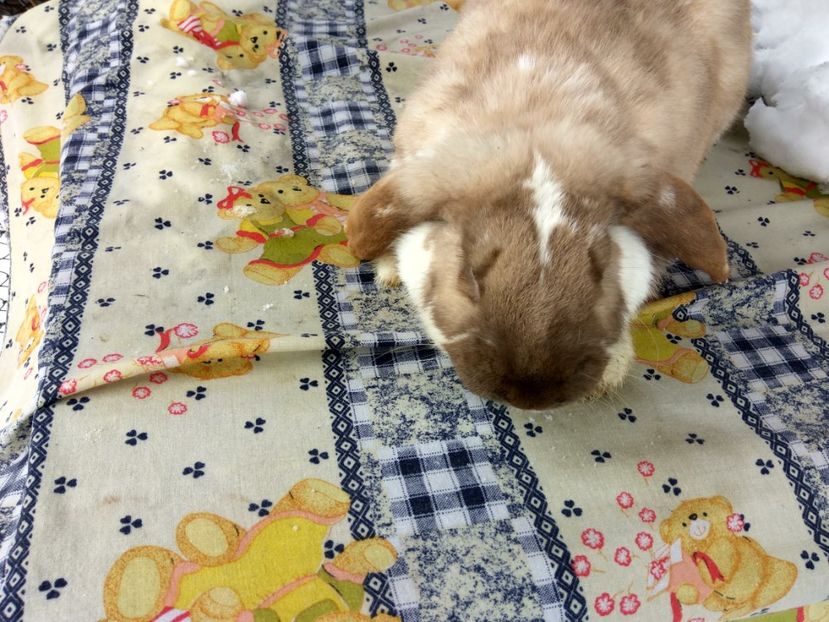 7,5 luni - 03 Femela salander mantulat pe havana- Thunder