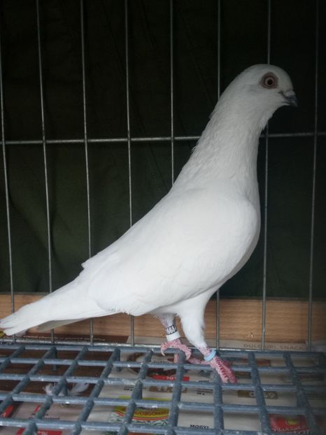  - Berzati de Budapesta Albi