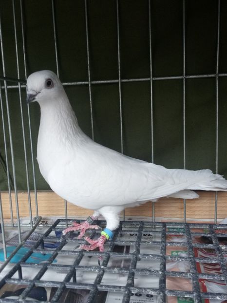  - Berzati de Budapesta Albi