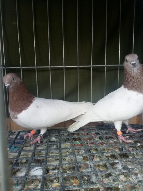  - Berzati de Budapesta Rosii