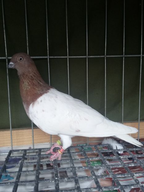  - Berzati de Budapesta Rosii