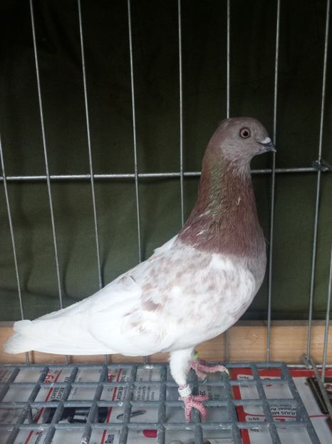  - Berzati de Budapesta Rosii