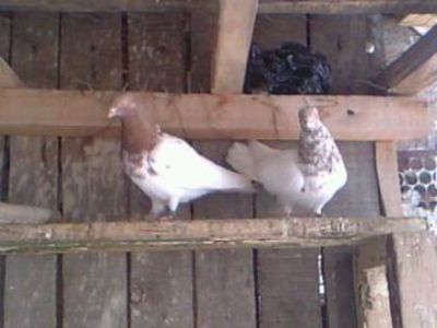  - zburator de budapesta