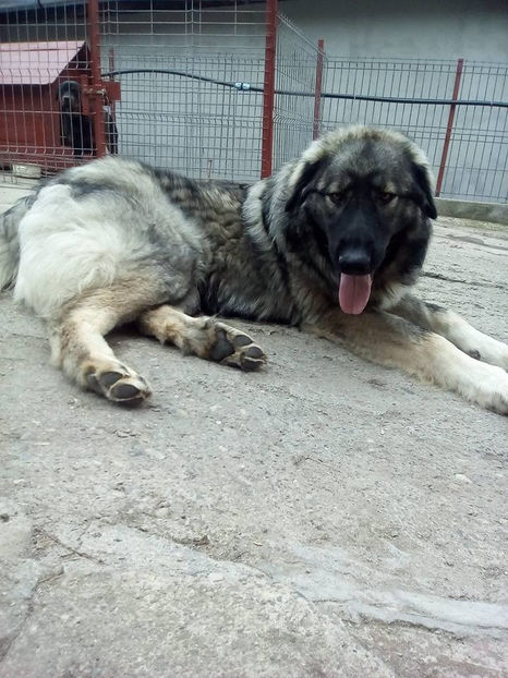  - Novac de pe Somes - Ciobanesc Romanesc Carpatin