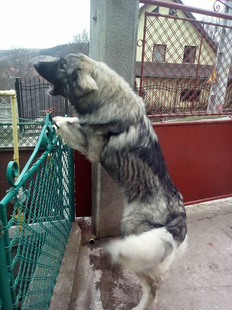 - Novac de pe Somes - Ciobanesc Romanesc Carpatin