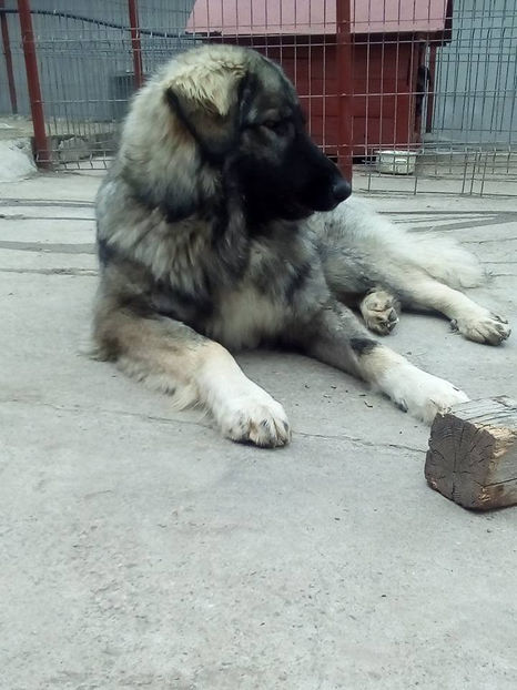  - Novac de pe Somes - Ciobanesc Romanesc Carpatin