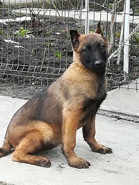 Cea mai cea  femela!!! - CIOBANESC BELGIAN MALINOIS AMINTIRI