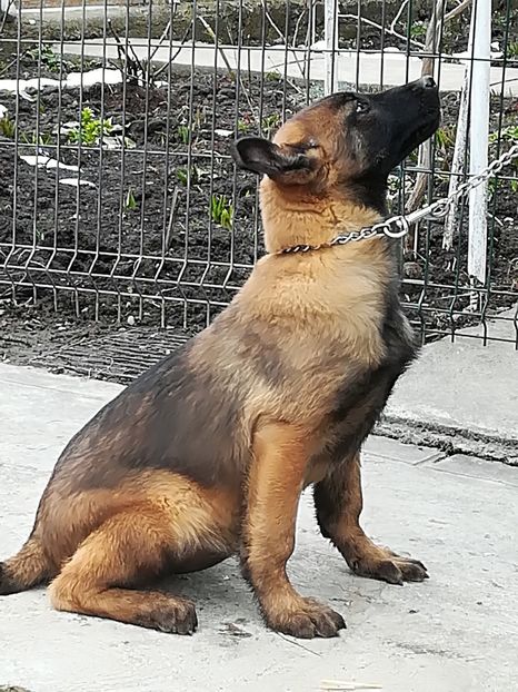 Ramane la noi?!  Sa vandut!!! - CIOBANESC BELGIAN MALINOIS AMINTIRI