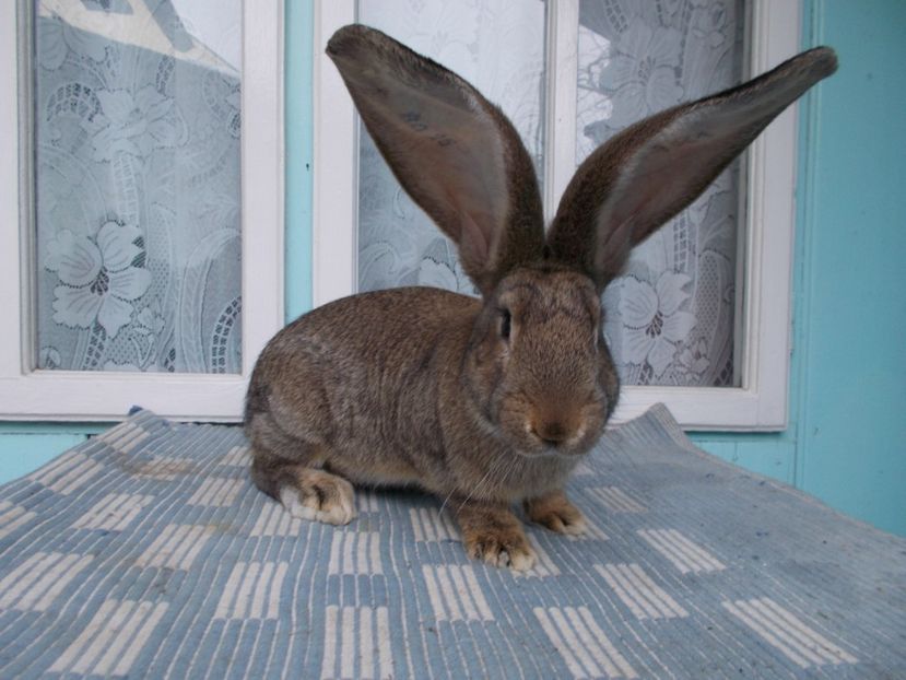  - NR 2 FEMELA 96-5 CAMPION