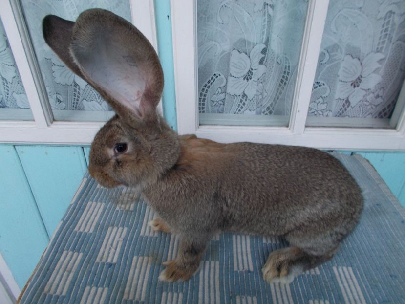 RO25-1863 - NR 4 FEMELA