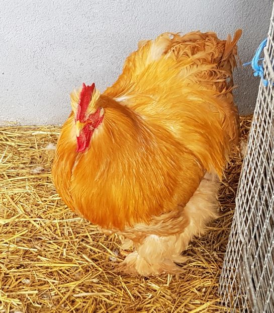  - Cochin galben 2017-2018