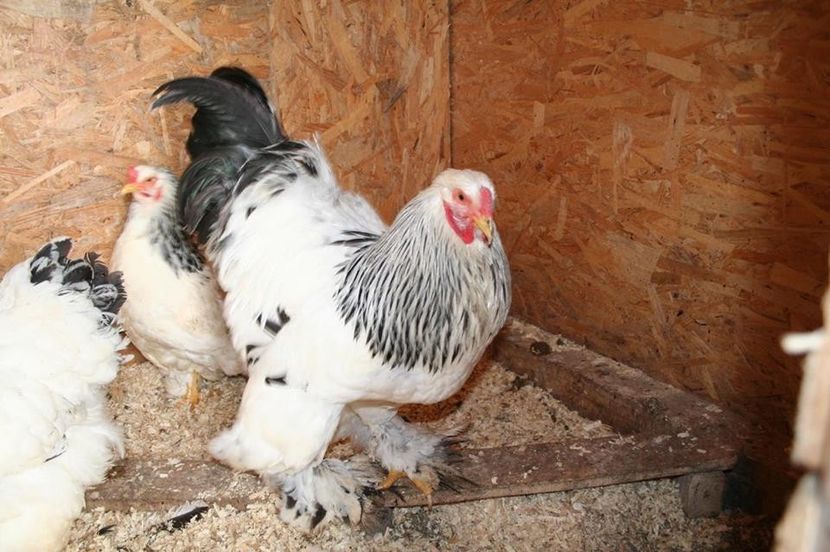  - Brahma Herminat Deschis 2018