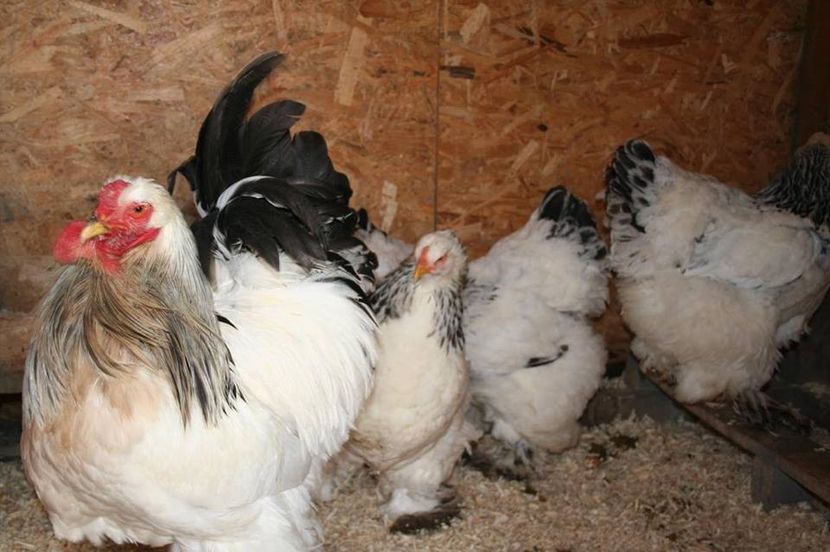  - Brahma Herminat Deschis 2018