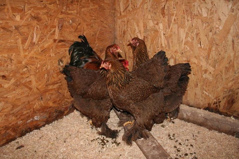  - Brahma Potarnichiu 2018