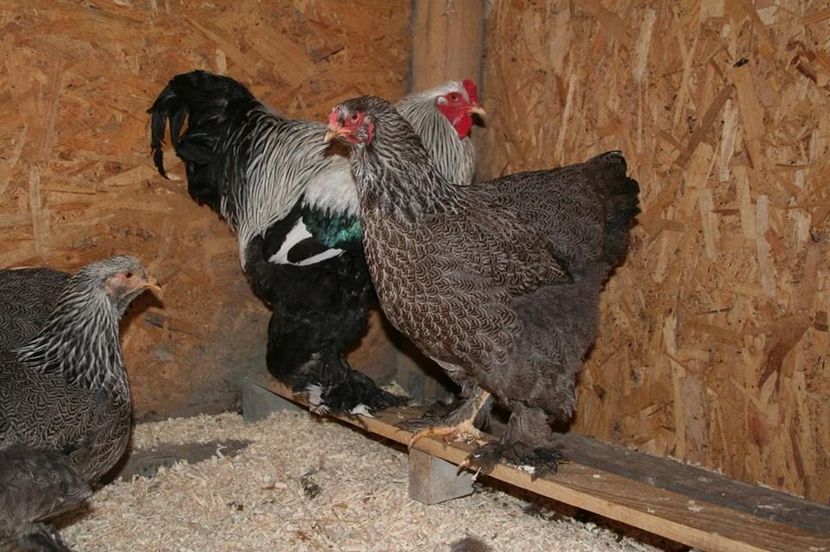  - Brahma Herminat Inchis 2018