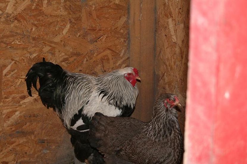  - Brahma Herminat Inchis 2018