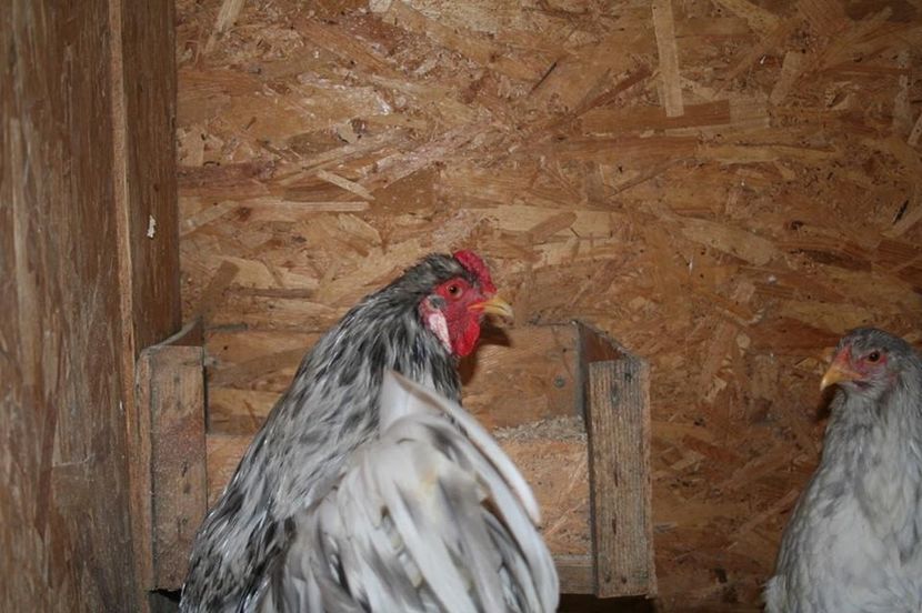  - Brahma Splace 2018