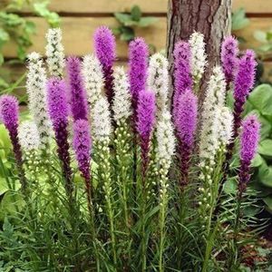 liatris-spicata-stea-stralucitoare-alba-mov-bulb-pucioasa - BULBI DE FLORI-achizitii