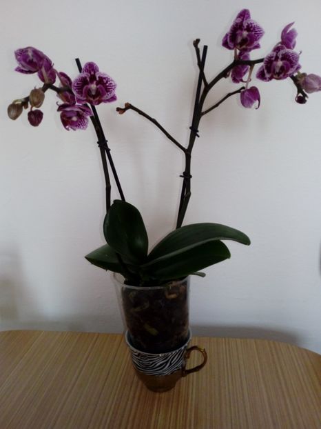 Mini - Orhideei