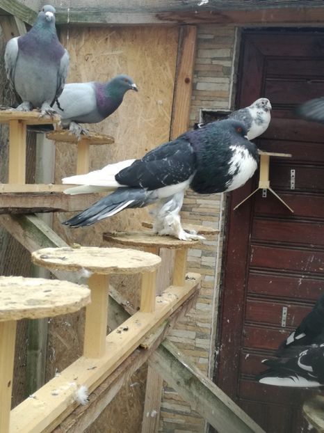  - GUSATI DE POMERANIA