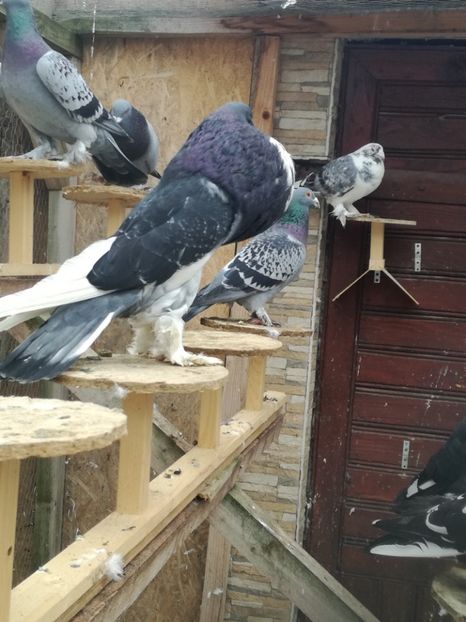  - GUSATI DE POMERANIA