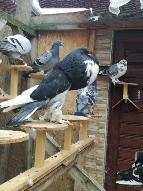  - GUSATI DE POMERANIA