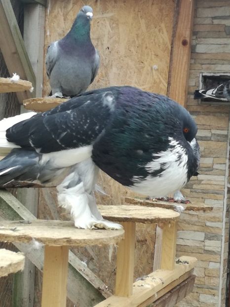  - GUSATI DE POMERANIA