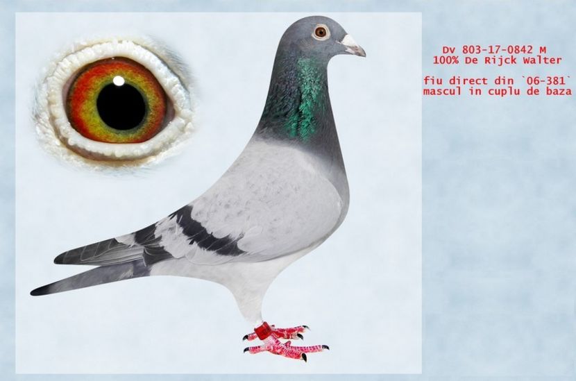 DV - 0803 - 17 - 842 - Achizitii - 2018 - matca