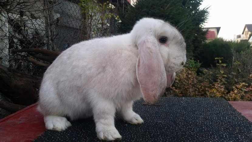  - ZZ Femele bg arhiva