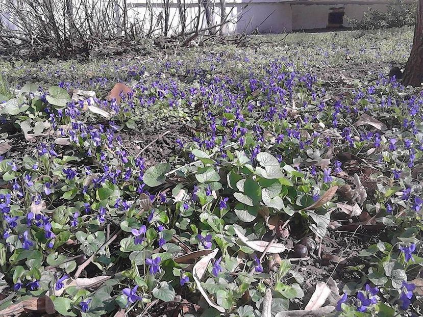  - 3 Eu si florile mele
