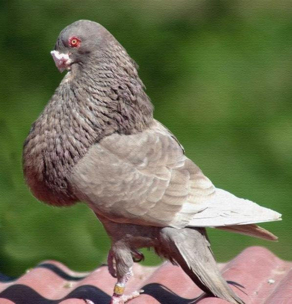 108330553_RSTUBVD - Porumbei in Lume