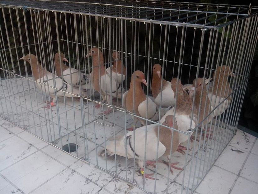 108484490_NVJJTWC - Porumbei in Lume