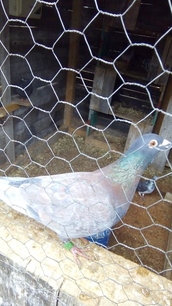 fumuriu17 - 2014-2018