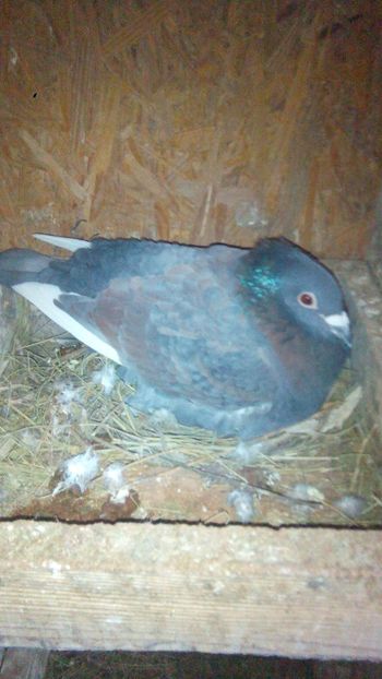 fumuriu 17 nr3 - 2014-2018