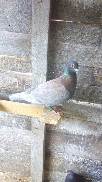 Fumuriu 17 esp - 2014-2018