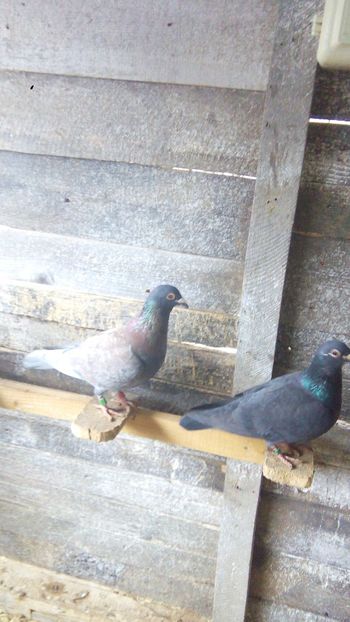 Frati de cuib 2017 esp - 2014-2018