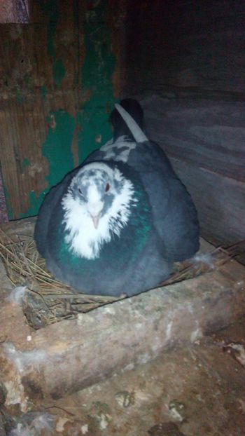 Negru B 17 esp - 2014-2018