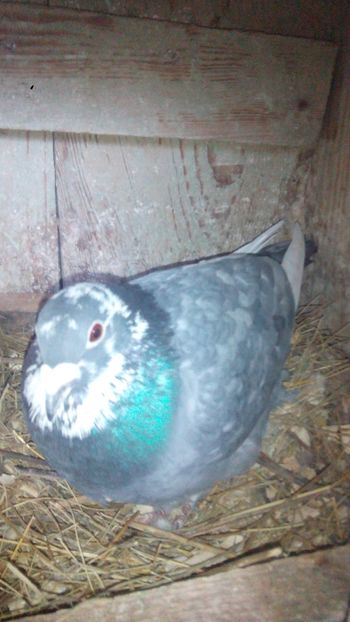 Andaluz 17 frate cu negru b esp - 2014-2018