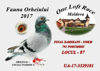 Albastru b 87 fin - 2014-2018