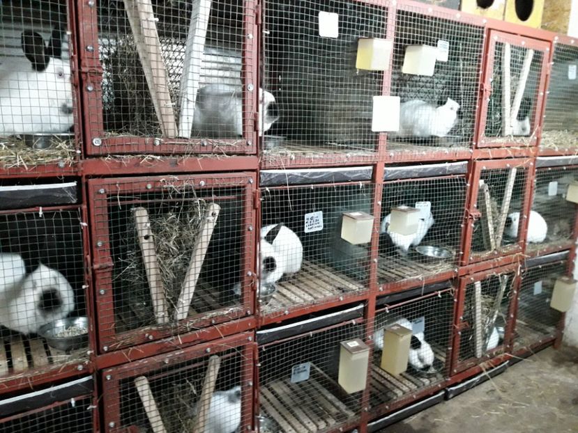 28 - 03 - 2018 - ADAPOST - CALIFORNIAN