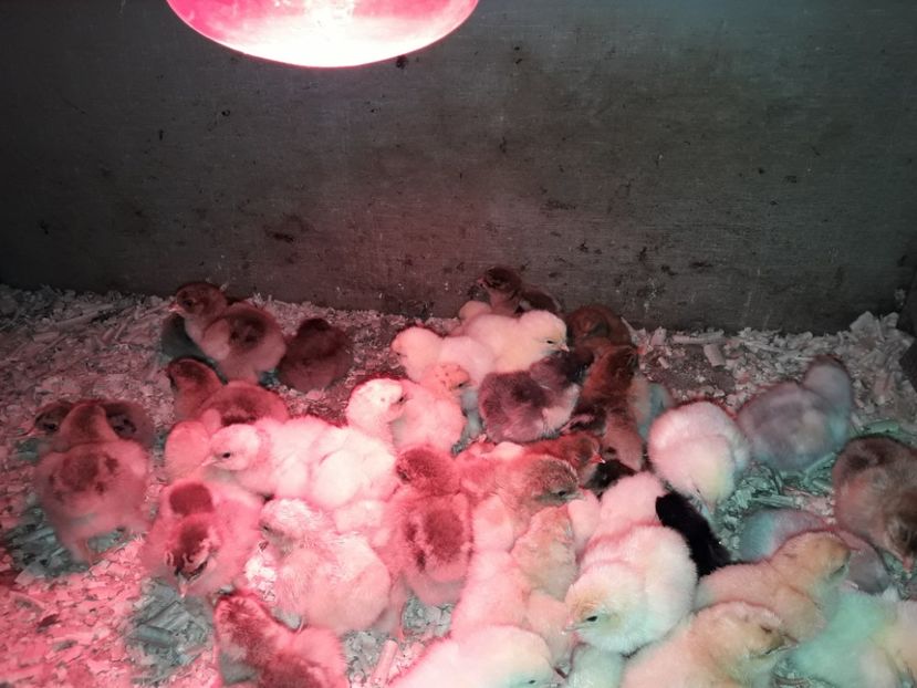 28 - 03 - 2018 - PUI  DE  GAINA