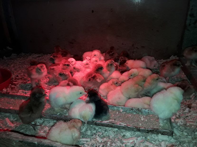 28 - 03 - 2018 - PUI  DE  GAINA