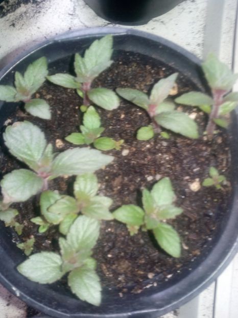  - Achimenesi 2015-2016-2018-2019