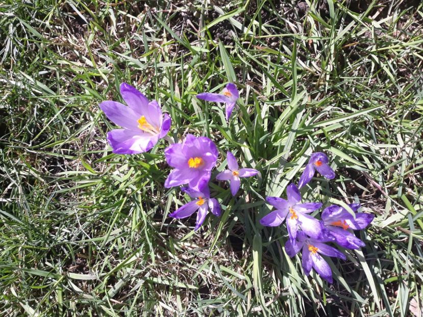 20180325_141213[1] - Primavara 2018