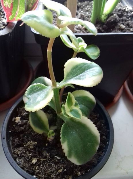  - 003-1 Cactusi și suculente