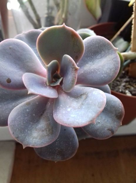  - 003-1 Cactusi și suculente