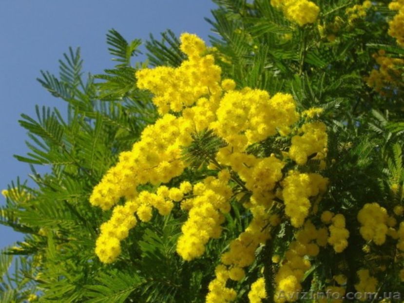 Golden Mimosa - Acacia Baileyana - - Seminte achizitionate 2018 - 2019