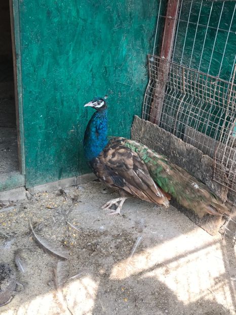  - PAUNI PURPLE BLACK SHOULDER